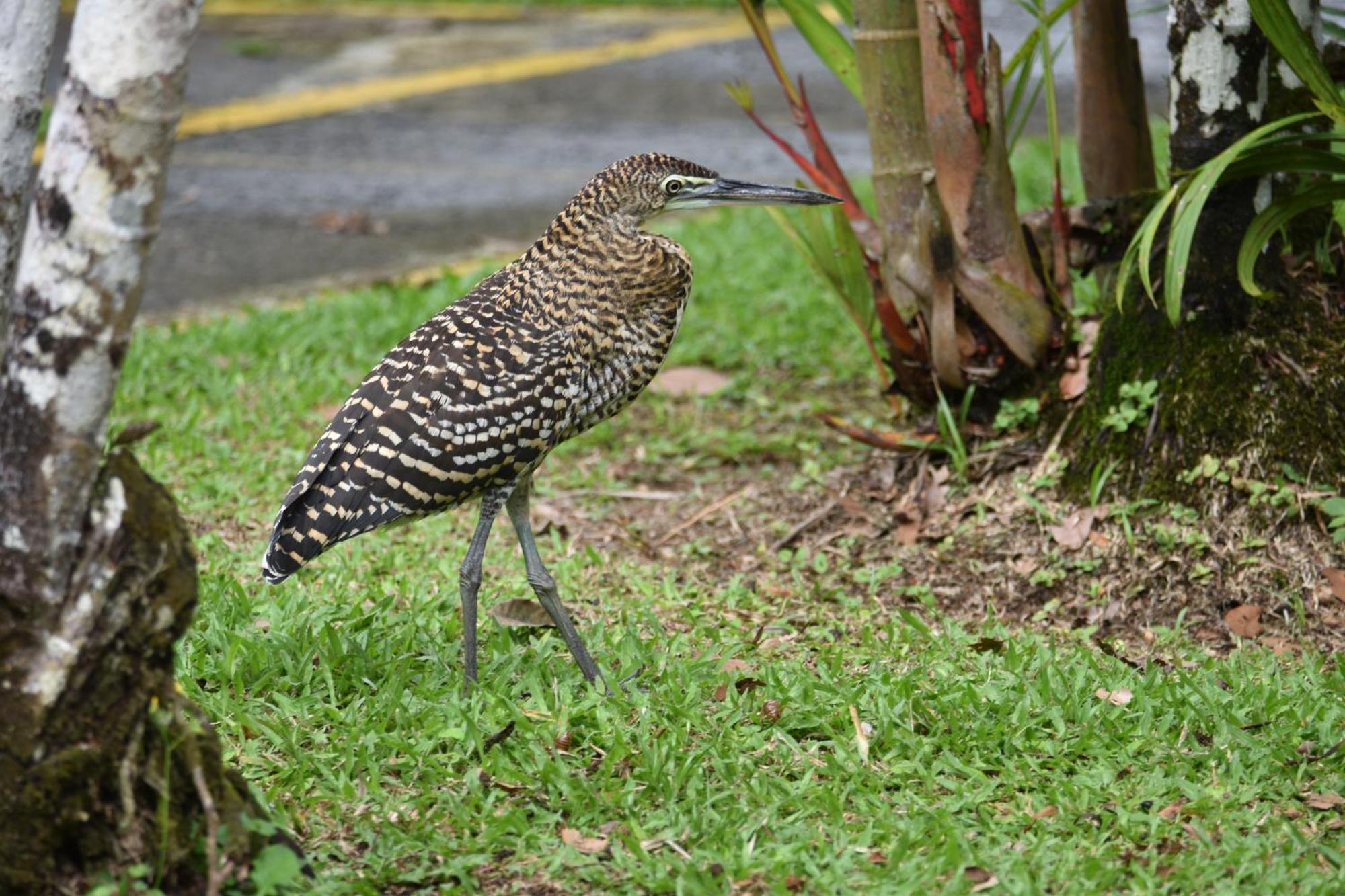 Hotel Arenal Country Inn ラ・フォルトゥナ エクステリア 写真