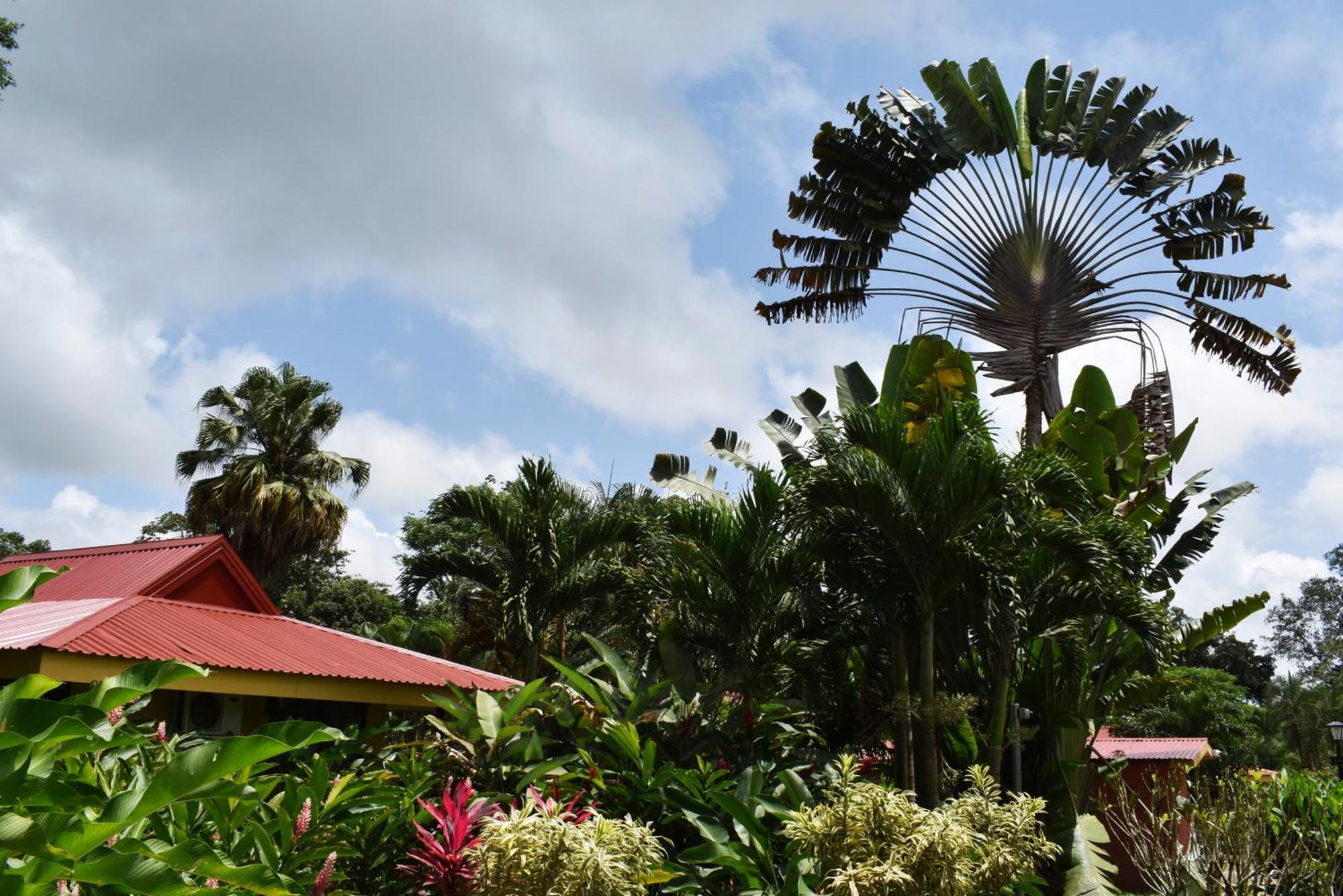 Hotel Arenal Country Inn ラ・フォルトゥナ エクステリア 写真